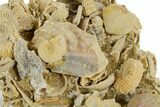 Miniature Fossil Cluster (Ammonites, Bivalves, Gastropod) - France #349370-2